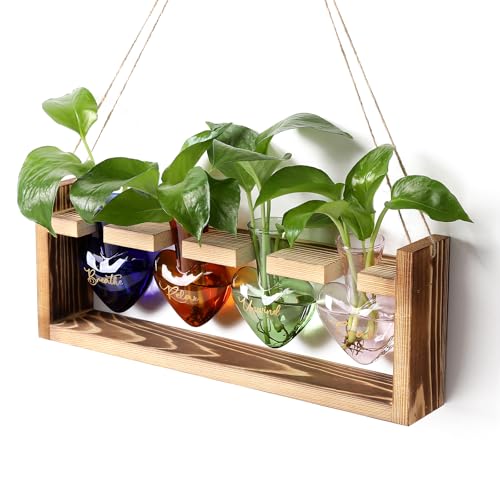CYZglass Plants Propagation Stations Plant Terrarium Kit for Bathroom Glass