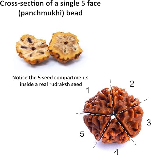 Certified Original 5 Mukhi Rudraksha Round Bead (Colour: Brown) Mala | 5 Face (Panchmukhi) Rudraksha Beads | Authentic Genuine Rosary (1pc Bead)(15 to 20 mm) - Image 7