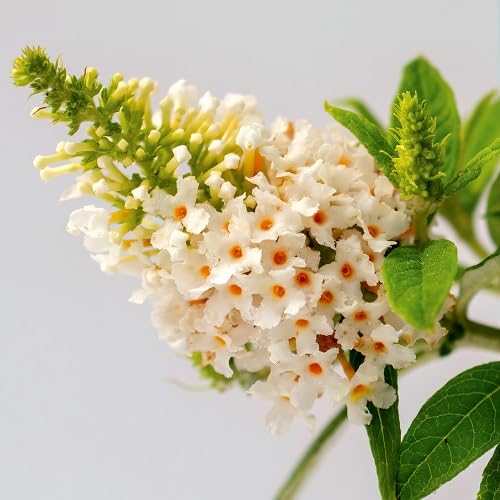 80 graines de fleurs de Buddleia
