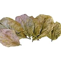 大小様々　無農薬マジックリーフ　天然ももたまな葉　1000　枚 マジックリーフ～モモタマナの葉（枯葉又は生葉）