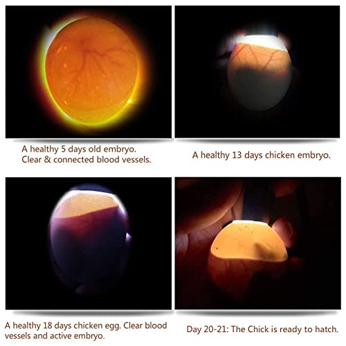 Zzbuy Egg Candler, Egg Incubator Light【2023 Upgraded Charger】,Egg Candler Candling Checker Light For Chicken Quail Dark Canary Pigeon All Eggs Battery Powered(Include Egg Candling Guide) #TOP7