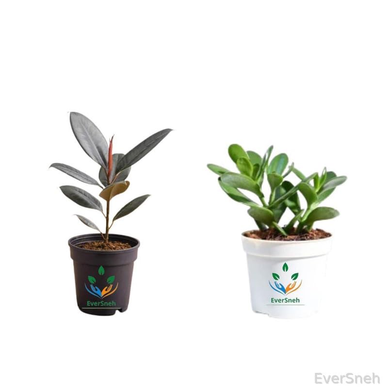 EverSneh Live Combo Of 2 Plants Air Purifier Home Decor Plants Rubber Plant Tree&Ovata Crassula Plants With Black Plastic Pot (B0CWDTXYYV) Amazon Price History, Amazon Price Tracker