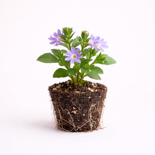 PLANT NOOK Scaevola aemula ‘Purple Fan’ Live Plant Starter Plug 2-Pack | Purple Fan Flower Trailing Blooms | Heat Tolerant Full Sun Spiller for Hanging Baskets Pots Borders