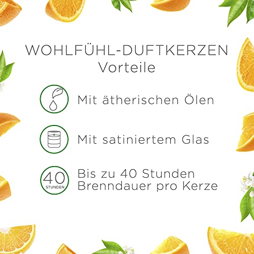 Air Wick Wohlfühl-Duftkerze XL im Glas – Duft: Citrus – Bis zu 40 Stunden Brenndauer – Enthält natürliche ätherische Öle – 220 g Duftkerze