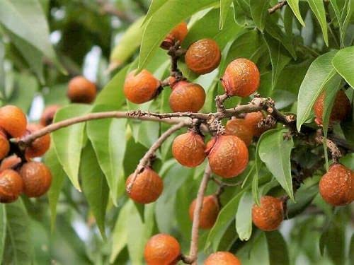 Green World Reetha/Aritha/Soapnut Seeds for Gardening & Farming (Seeds, 10)-image-29