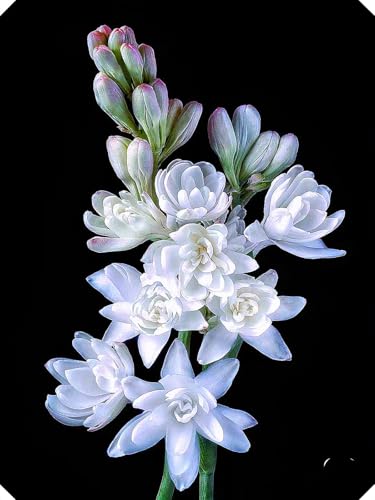 Bulbes de tubéreuse, bulbes à fleurs, purs, naturels et biologiques, vivaces rustiques, résistants à l'hiver, fleurs nacrées, intérieur décoratif-6 bulbes -G