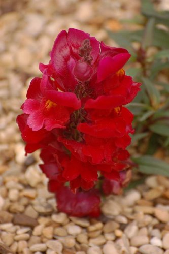 250 Ruby RED Snapdragon Antirrhinum Majus Flower Seeds *Comb S/H