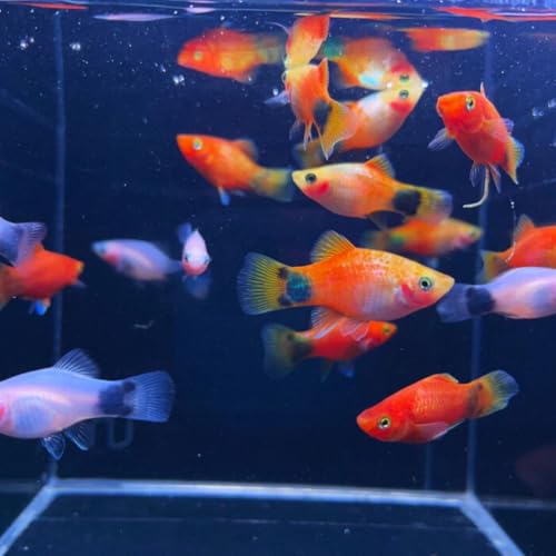 Neat&Tidy Colorful Mouse Platy Fish Pack of 6