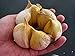 Garlic Elephant -0.15 OZ about 20 to 25 cloves Organic Fresh seeds cloves garlic elephant for planting, eating and growing your own garlic Harvest 2020