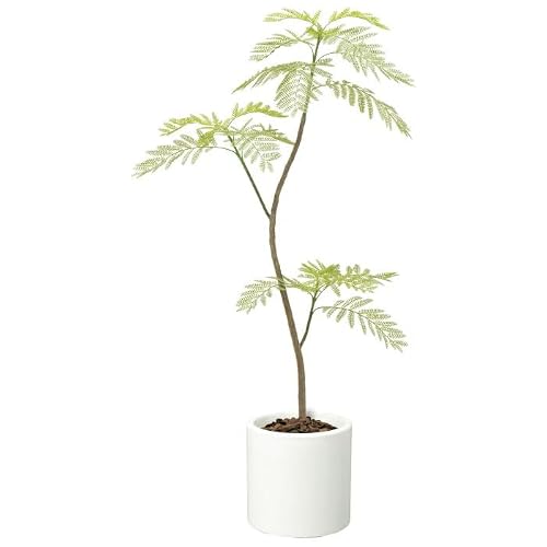 観葉植物エバーフレッシュ」の人気商品一覧・価格比較 - 価格.com