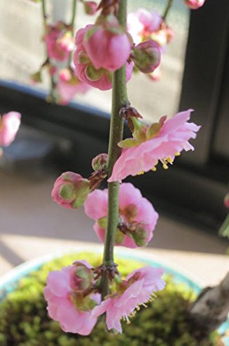 枝垂れ梅（しだれうめ）赤　八重 香り開花し始め　形の良い枝 盆栽　蕾有り 宅急便 楽天市場】香りを楽しむしだれ梅盆栽八重しだれ梅2026年3月～4月開花