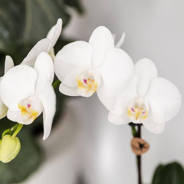 Planta Phalaenopsis Amabilis Orquídea blanca Ø9 cm y suculenta Crassula Hobbit Ø 6 cm – En macetas de cerámica turquesa – Planta de interior exótica Duo