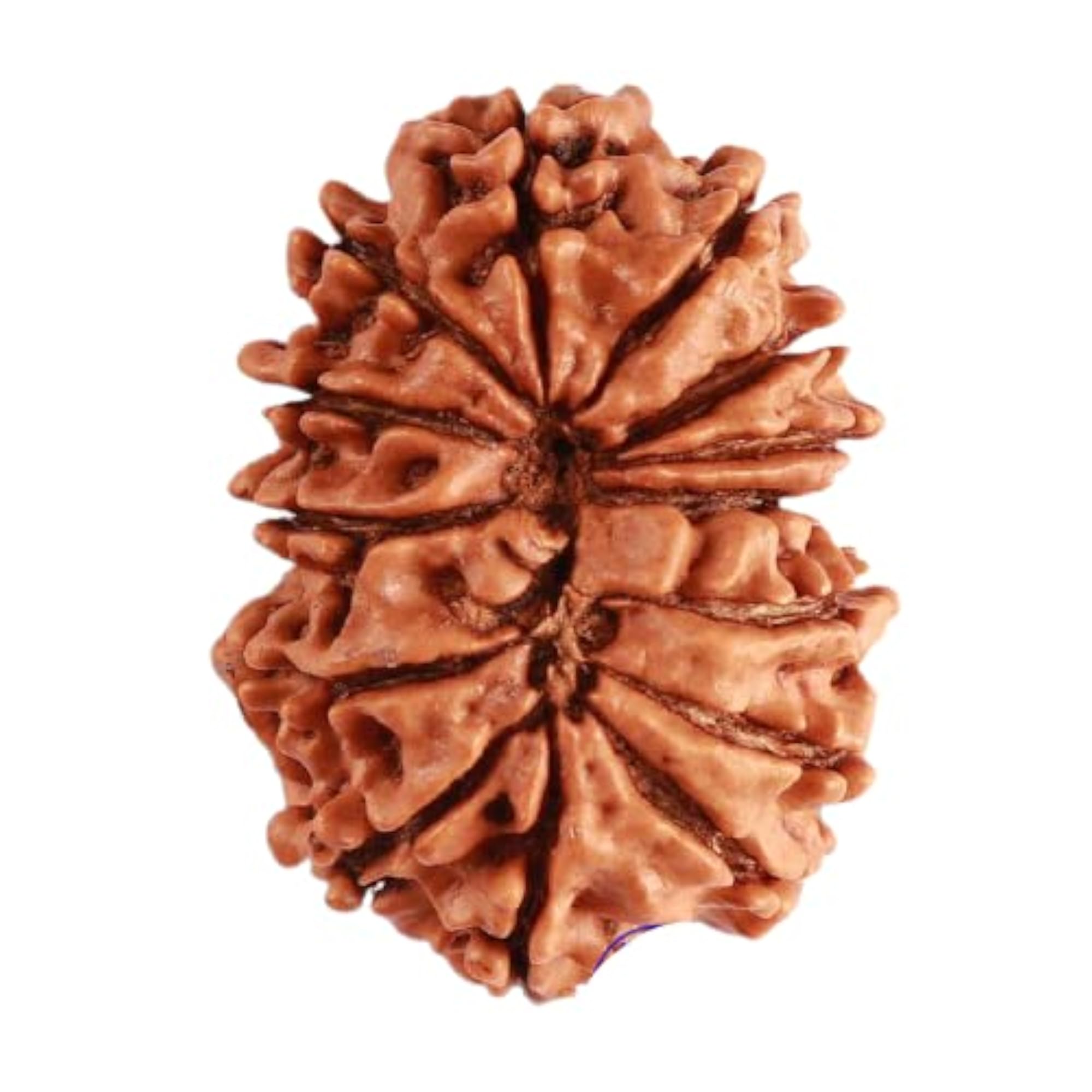 23mm 14 Mukhi Rudraksha with Silver Capping, Certified