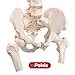 Ultrassist Life Size Human Spine Model - 34'', Bendable Spinal Cord with Hyoid Bone, Herniated Disk, Nerves, Arteries, Pelvis, Femur Heads, Teaching Tool for Science Study or Patient Education