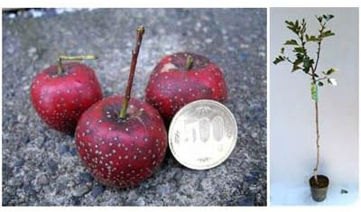 Amazon 大実サンザシ 大紅4 5号ポット 500円玉大の大実サンザシ 苗 Diy 工具 ガーデン