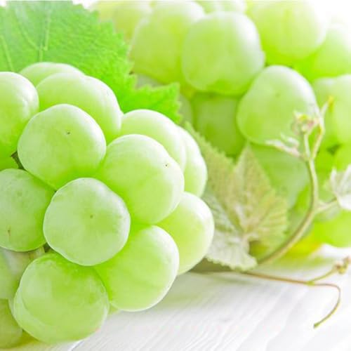 [先行予約]紀州かつらぎ山の瀬戸ジャイアンツ 約2kg[UT30]