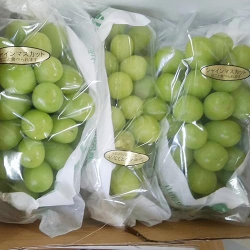 シャインマスカット 1.5kg (茨城県共通返礼品 石岡市) ご自宅用 マスカット フルーツ 果物 2026年9月上旬以降発送 [DC009sa]