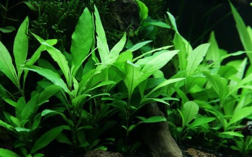 AquaOne Planta de acuario Hygrophila Siamensis I Planta acuática planta de acuario planta de tallo completamente enraizada fácil de cuidar Aquascaping decoración