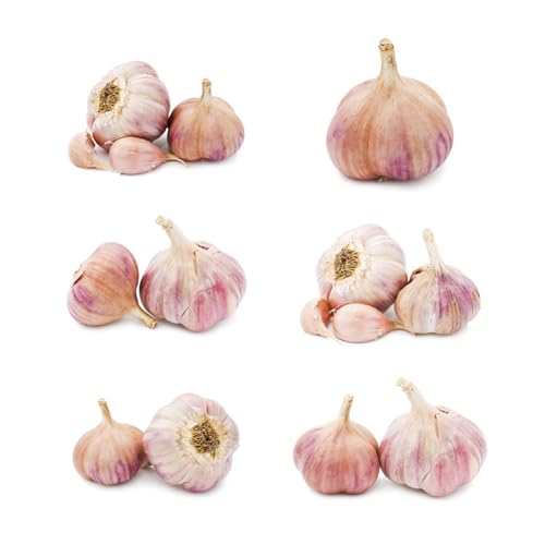 Semillas de ajo resistentes: plante semillas de ajo, de interior, para lugares soleados. Camas elevadas para el jardín, para exterior. 150pcs