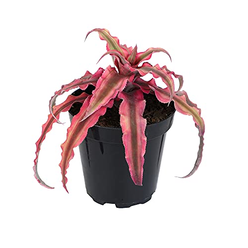 Live Cryptanthus Bromeliad Plant, Cryptanthus bivittatus Pink Star, Indoor Flowering Plant, Earth Star House Plant in Pot, Bromeliads Live Plants in Soil, Colorful Potted Houseplant by Plants for Pets - Thumbnail 6