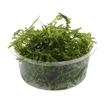 Maalavya Java Moss Box Live Aquatic Water Plant (1)