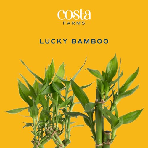 Costa Farms B07BC5X4RH Lucky Bamboo Plant, Easy To Grow Live Indoor Houseplant In Ceramic Planter Pot thumb #1