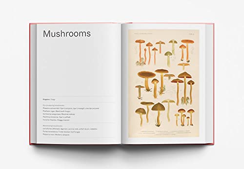 In Pursuit of Color: From Fungi to Fossil Fuels: Uncovering the Origins of the World's Most Famous