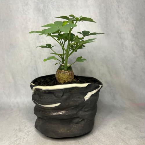 観葉植物 アデニア グラウカ」の人気商品一覧 | 安い商品を通販サイト