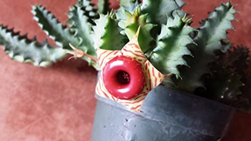 Lifesaver Cactus - Live Plant In A 4 Inch Pot - Huernia Zebrina - Extremely Rare Cactus Succulent From Florida #TOP2