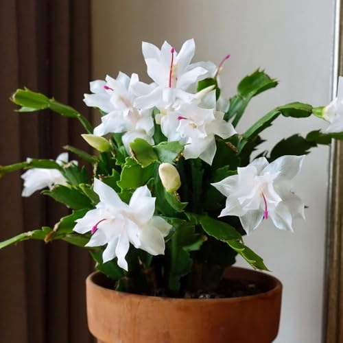 Cactus de Navidad suculentas de balcón Schlumbergera Decoración sala estar lugares soleados, ornamentales jardín en macetas decoración otoño 25semillas