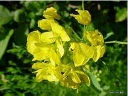 SD0112 Horseradish Seeds, Chinese Horseradish Wasabi Seed, Wasabe Seeds (10 Seeds)