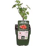 Grosella Natural Planta de Frutos del Bosque Rojos - Árbol Resisitente y de Poco Mantenimiento