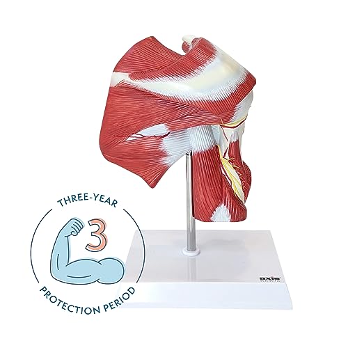Muscled Shoulder Joint Model – Shows Complete Shoulder Musculature from Rotator Cuff to Subscapular Muscles – Includes Base, Product Manual, Made by Axis Scientific