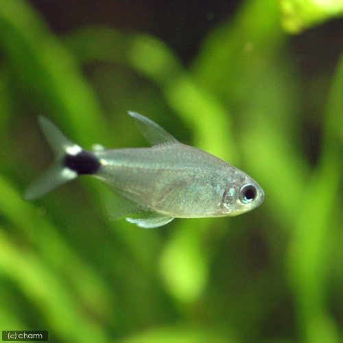 熱帯魚 テトラ オーロ １２匹 北海道 九州 沖縄航空便要保温 Charm チャーム 観賞魚 水中生物 通販 Amazon