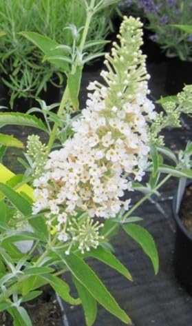 Buddleja davidii Miss Pearl ® - Schmetterlingsstrauch - Sommerflieder