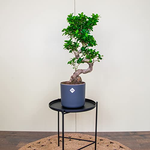 ZynesFlora Bonsai Ficus Gingseng - Kamerplant met pot Ø 27 cm - Hoogte: 70-75 cm - Echte Bonsaiboom - Afbeelding 7