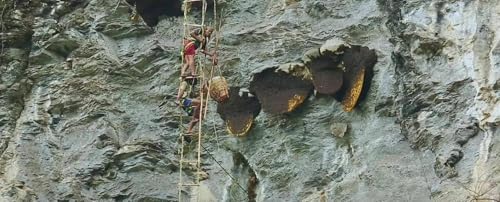 Miel Himalayan Cliff Roja 150 GM Lamjung Nepal miniatura 5