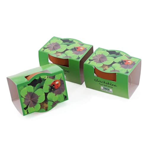 Bull & Bear 3er Set Mini-Pflanzset Glücksklee, Kleezwiebeln im Topf 4,5cm, vierblättrige...