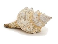 Algopix Similar Product 15 - Striped Fox Sea Shell Striped Fox
