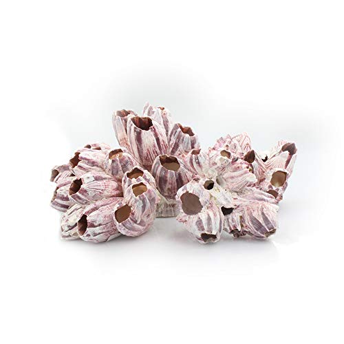 NW Wholesaler Natural Large Purple Barnacles - Pack of 3 Barnacles - 4-7 Inches Each - for Ocean or
