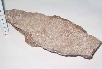 Amazon.co.jp: 日本の化石 岡山県川上町の赤色石灰岩中のウミユリ 約