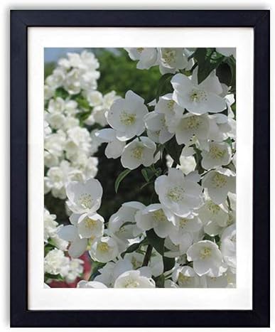 Amazon Co Jp 木製フォトフレーム 写真フレーム 木製の枠 35cmx50cm ジャスミン花小枝春 装飾画 壁掛け 壁飾り 壁ポスター おしゃれ ウォールアート アートパネル 壁の絵 インテリア絵画 額縁 部屋飾り 黒額縁が飾っている 壁画 家電 カメラ