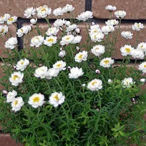 長 く楽しめる ハナカンザシ 花かんざし ヘリクリサム ローダンセ １株 花苗 ガーデニング 寄せ植え ドライフラワーに 花 Amazon