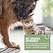 ReaVET Bierhefe Pulver für Hunde & Katzen – Reines Naturprodukt für glänzendes Fell & Vitale Haut – Reich an Biotin, B-Vitaminen, Natürliche Unterstützung bei Fellwechsel & stumpfem Fell I 500g