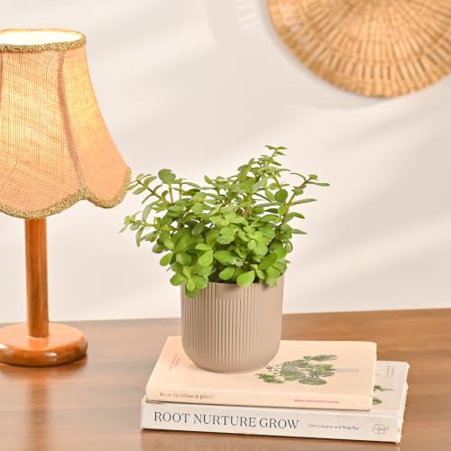 Image of Ugaoo Combo of 4 Live Indoor Plants with ibiza Pots (mocca) - Jade Plant, Syngonium White Butterfly, Syngonium Pink Neon, Money Plant N Joy | Ideal for Home Decor & Office