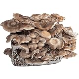 Hawlik Pilzbrut - Culture de Shiitake BIO à cultiver soi-même XXL - cultiver des champignons Shiitake facilement - Kit champignon complete - Cueillir champignons frais