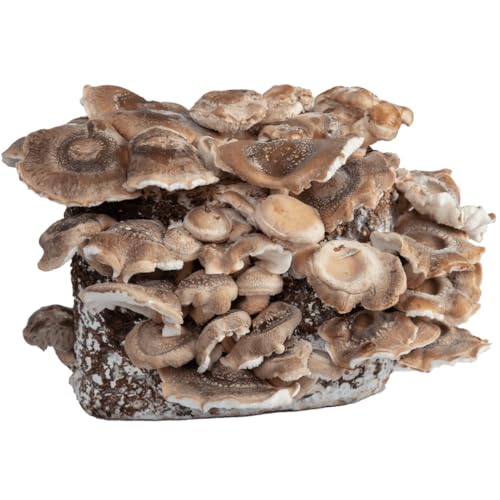 Hawlik Pilzbrut - Culture de Shiitake BIO à cultiver soi-même XXL - cultiver des champignons Shiitake facilement - Kit champignon complete - Cueillir champignons frais