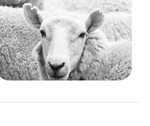 Men's 100% Merino Wool O-Neck Long Sleeve Pullover Spring-Fall Knitwear Top2