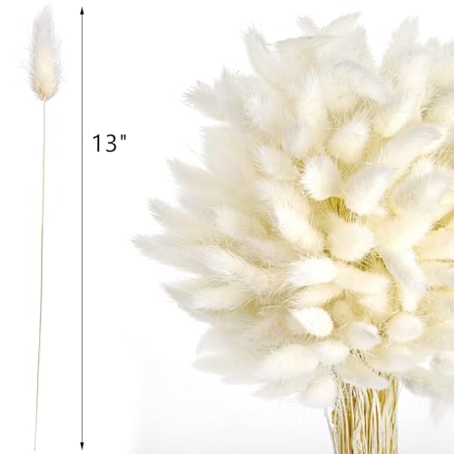 Pampas Grass Large Bunny Tails Flores Secas Naturales miniatura 6