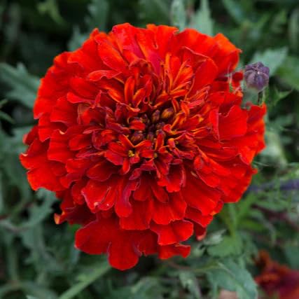 Image of Red Marigold Flower Seeds for Planting - Easy to Grow, Bright Blooms, Ideal for Home Garden & Pots(Pack of 100 Seed)